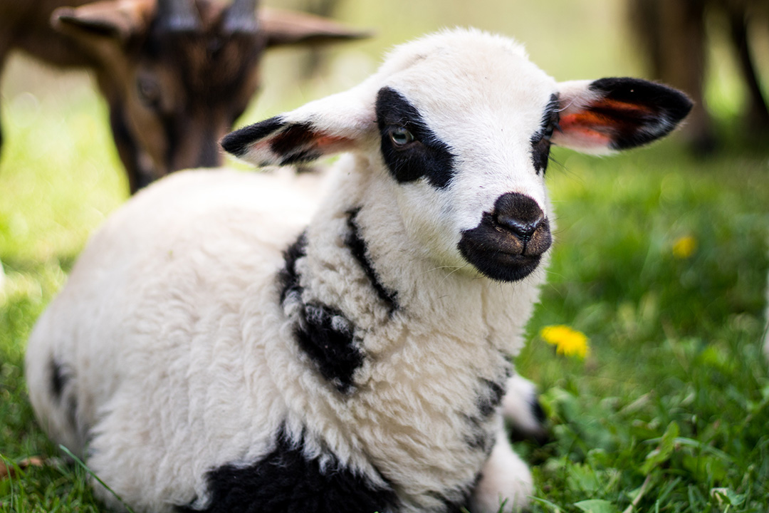 Pecora sarda: Un tesoro da proteggere